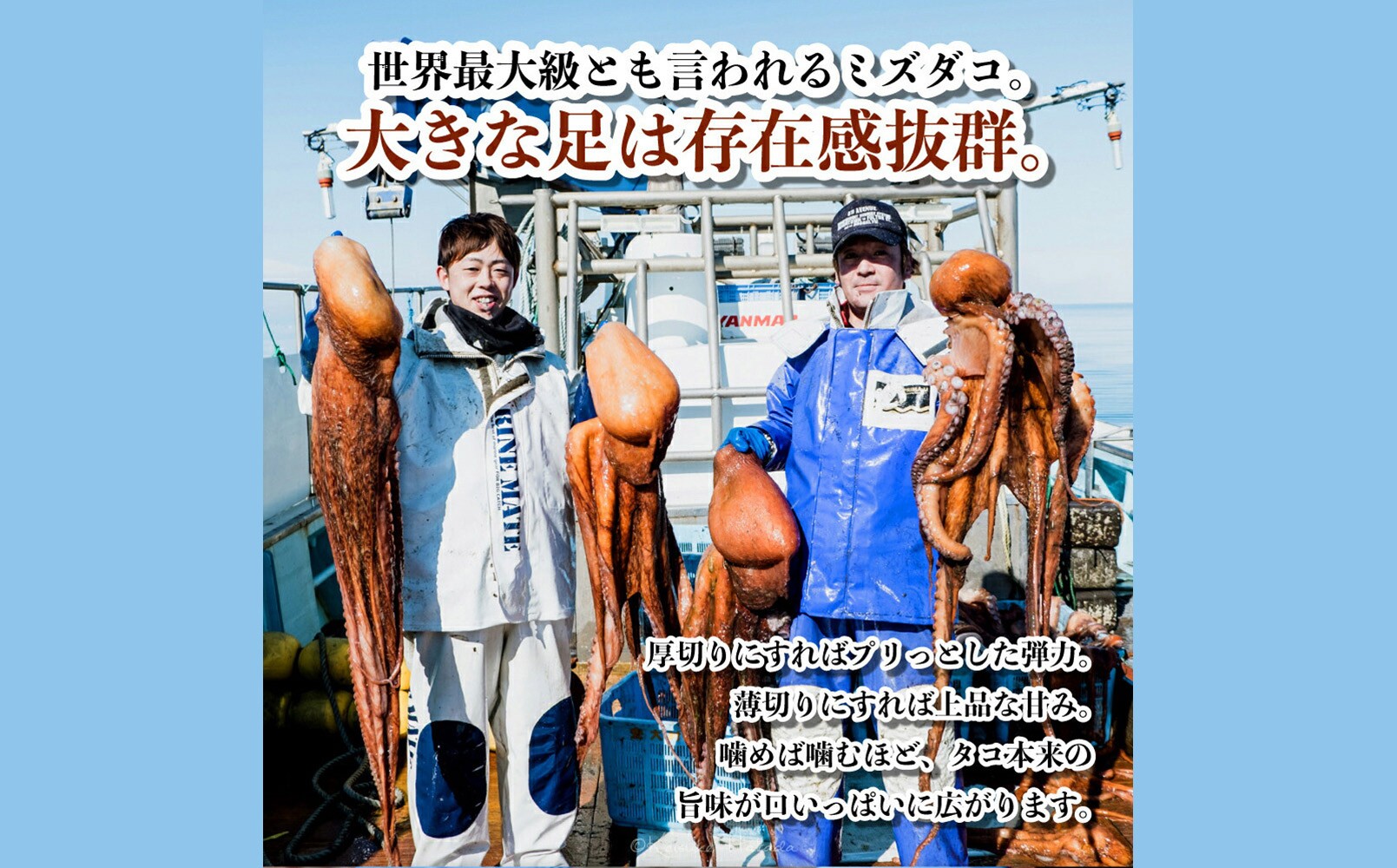 北海道遠別町 煮だこ足セット 訳あり 選べる1.0kg～1.7kg
