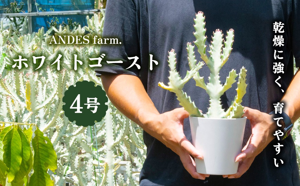 【ANDES farm.】沖縄育ち 良型ホワイトゴースト ユーフォルビア ホワイトゴースト 観葉植物 多肉植物 珍奇植物 白色 白い幽霊 希少 育てやすい 4号 35cm インテリア おしゃれ 人気 お祝い