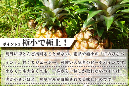 【先行受付】希少！濃厚！「枝先完熟・てのひらピーチパイン」2024年4月～7月順次発送【産地直送 沖縄県 石垣島 農家直送 パイン フルーツ 離島のいいもの 沖縄いいもの石垣島 】OI-2