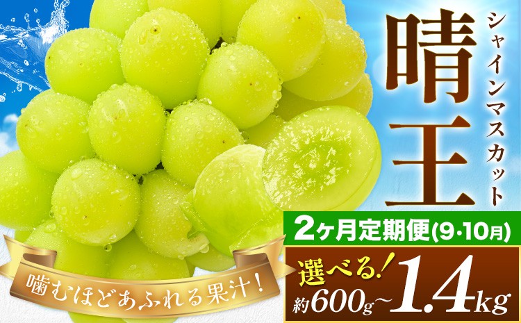 
            【2026年発送先行予約】【2ヶ月定期便】ぶどう シャインマスカット 晴王 選べる 約600g～2kg 満天フルーツ《2026年9月上旬-10月末頃出荷》岡山県 浅口市 マスカット フルーツ 果物 お取り寄せフルーツ 贈り物 ギフト 岡山県産【配送不可地域あり】
          