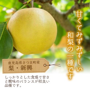 s094 ＜先行予約受付中！2025年9月中旬より順次発送＞鹿児島県さつま町産ナシ・新興(5kg・10～14玉入り)【大蔵果樹園】