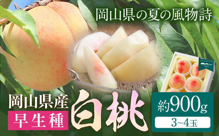 
            【令和7年度先行予約】岡山県産 白桃 （早生種）内容量 約900g （3～4玉） クール便 晴れの国 おかやま館(漂流岡山) 《2025年7月上旬-8月中旬頃出荷》岡山県 浅口市 白桃 桃【配送不可地域あり】(離島)
          