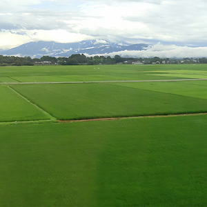 【定期便6ヶ月】新潟市 秋葉区小須戸産コシヒカリ 白米 10kg