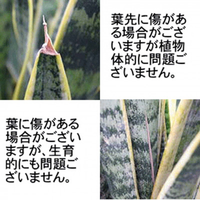 【観葉植物】サンスベリア 5号 ブラックスクエアプラスチック鉢 土の表面:ウッドチップ｜観葉植物 インテリア 部屋 おしゃれ 福岡県筑前町 送料無料