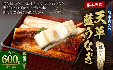 【ミシュラン1つ星店 採用】うなぎ 国産 紅白3-4尾セット600g 海水育ちの天草藍うなぎ 天草藍うなぎ 天草うなぎ 国産うなぎ 熊本県産うなぎ