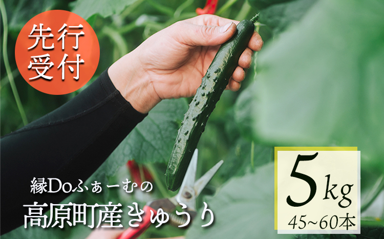 【先行受付10月収穫分】宮崎県高原町産きゅうり5kg（45～60本）　[国産 九州産 サラダ お料理 ワンストップオンライン 10000円] TF0906ｰP00082