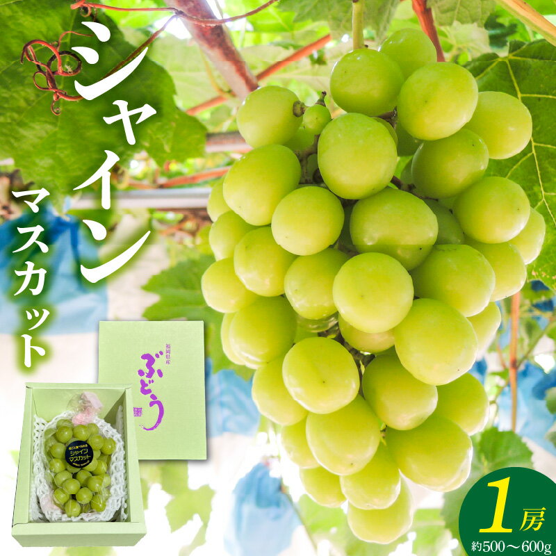 【ふるさと納税】先行予約 シャインマスカット 1房 約 500g ～ 600g 2026年8月以降お届け 旬の味覚 酸味 甘み バランス 皮薄い 食べやすい マスカット ぶどう デザート 果物 倉重農園 お取り寄せ フルーツ 福岡県 久留米市 送料無料