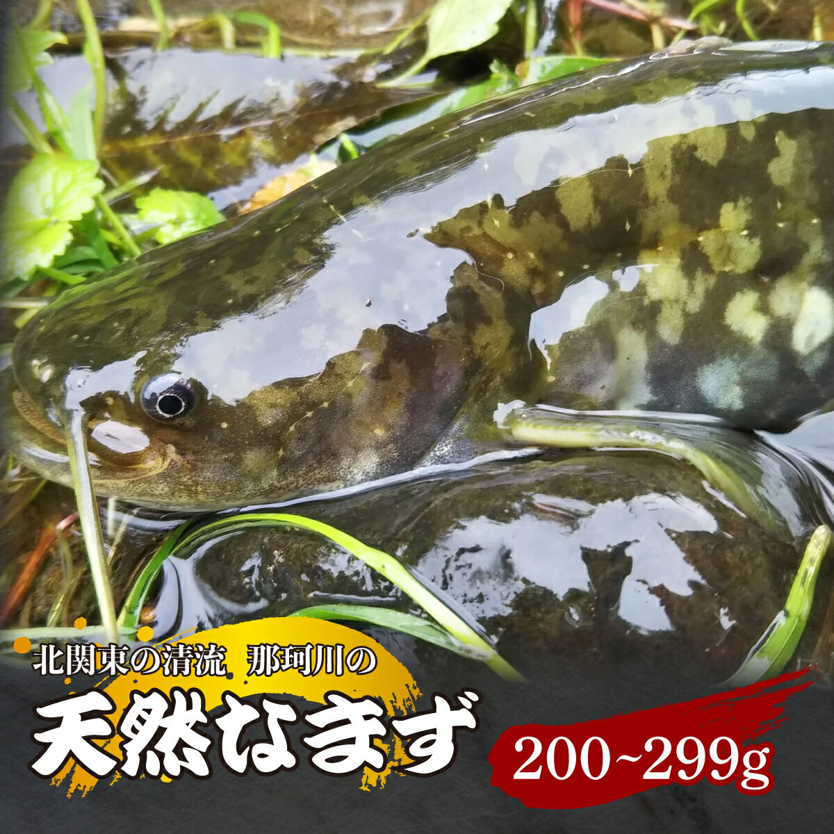 【ふるさと納税】天然なまず(切り身) 北関東の清流「那珂川産」 200g～299g 真空冷凍 | 天然 鯰 ナマズ 鮮魚 新鮮 北関東 清流 天ぷら から揚げ 味噌漬け焼き アヒージョ Riverline 栃木県 茂木町