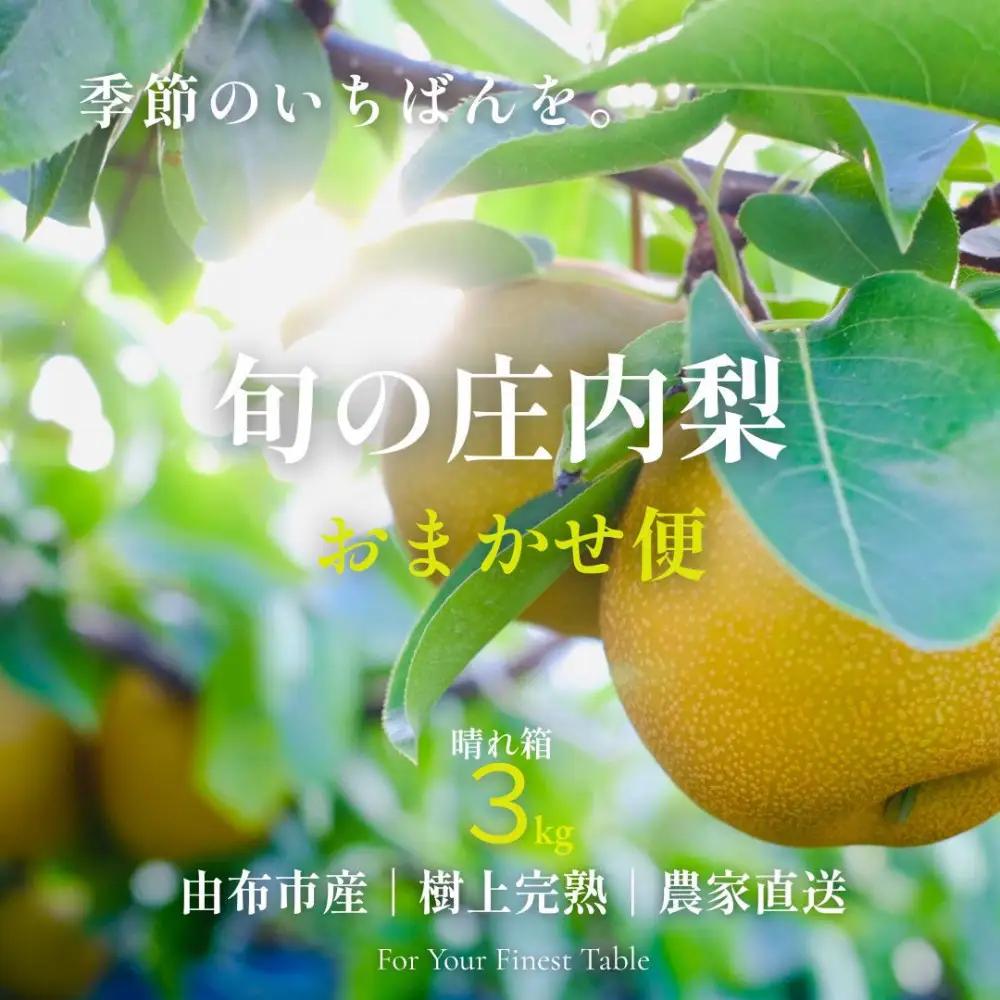 約3kg 庄内梨の藤原 旬のおまかせ便 由布市産 庄内梨 【晴れ箱】 樹上完熟 農家直送 大分由布市特産品 | 梨
