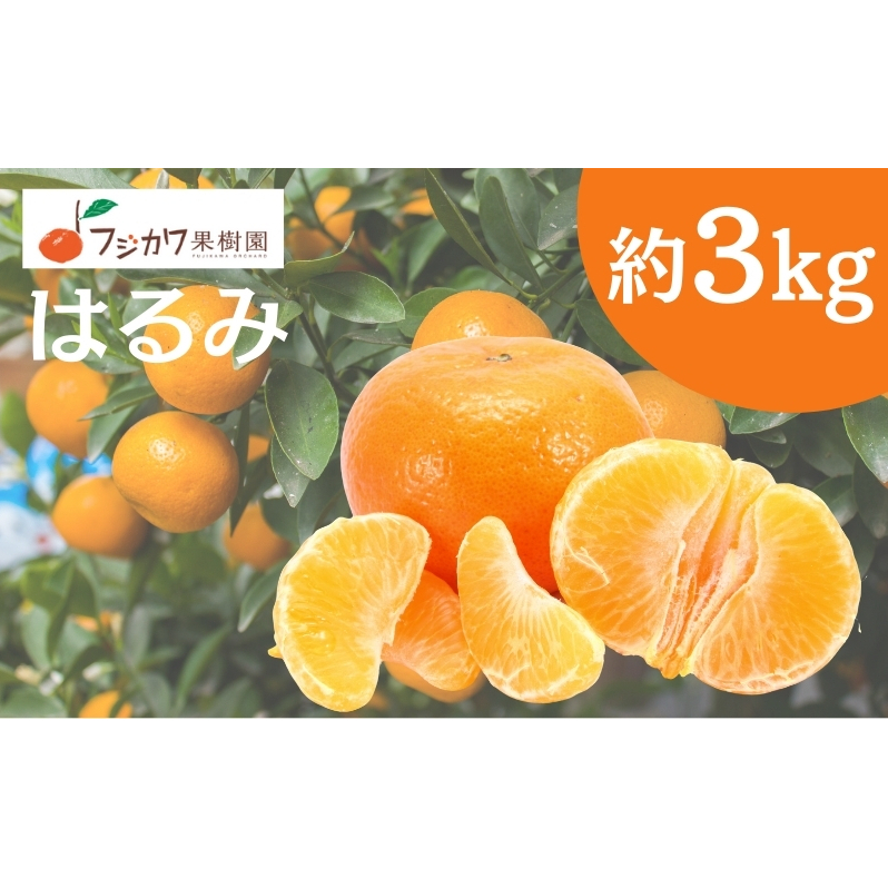 2026年先行予約 はるみ 約3kg みかん 柑橘類 果物 フルーツ　 