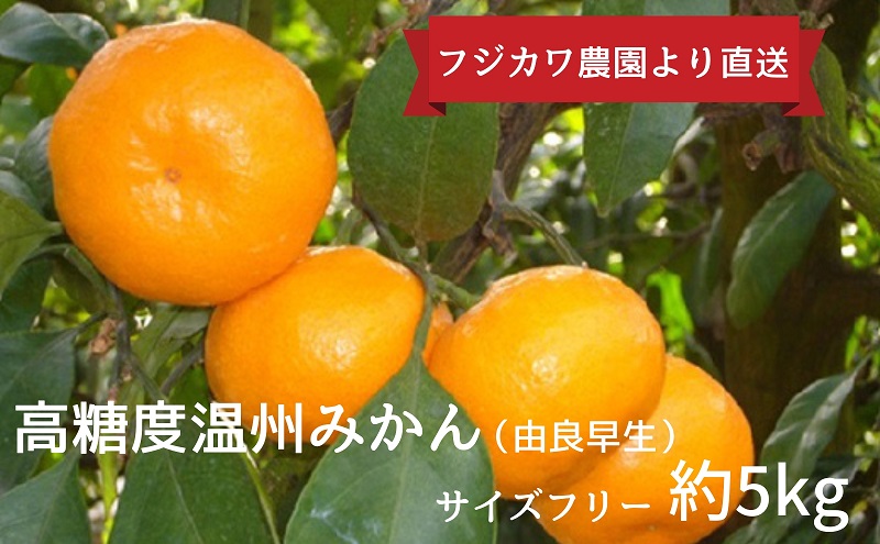 2026年秋よりお届け みかん農園直送 高糖度温州みかん（由