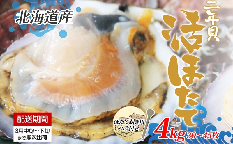 
                  北海道産 活ほたて 2年貝 約 4kg 30枚～45枚 2026年3月中旬～3月下旬頃お届け 殻付き 貝付き 帆立 ホタテ ほたて 貝 魚介 海産 海鮮 貝柱 噴火湾 刺身 焼き フライ 生産者支援 産地直送 送料無料 
                