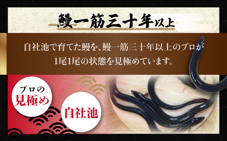高知焼き鰻蒲焼3尾 / 蒲焼き かば焼き たれ タレ うなぎ ウナギ 鰻 小分け 個包装 パック 冷凍 冷凍食品 国産 おかず 簡単調理 調理済 時短 オーブントースター 魚焼きグリル フライパン 【