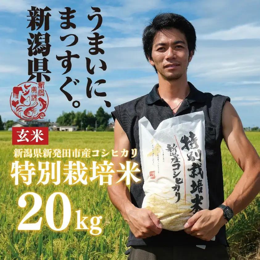 令和8年産 コシヒカリ 玄米 20kg 特別栽培米 こしひかり 米 お米 こめ 新潟米 新潟県産 新潟産 新潟 新潟県 新発田産 新発田 新発田市 斗伸 toushin026_R8_01