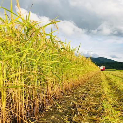 ふるさと納税 新庄市 厳選ササニシキ(精米) 1kg |  | 03