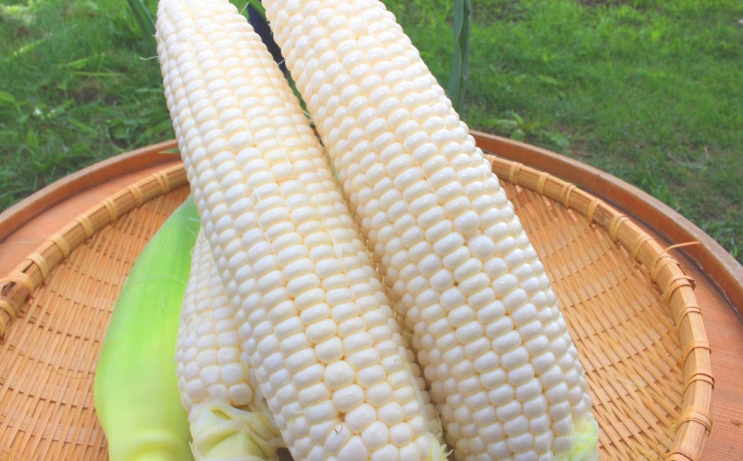 とうもろこし ホワイト 約5kg