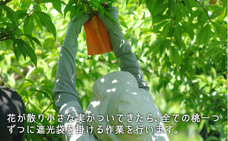 桃 2026年 先行予約 白桃 晩生種 大玉 約2.2kg 6～7玉  岡山県産 桃