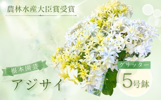 【先行予約】【数量限定】アジサイ グリッター 5号鉢 | 花 お花 あじさい 紫陽花 ホワイト 白 5号 花ギフト フラワーギフト 鉢植え ギフト プレゼント 根本園芸  アジサイ あじさい 紫陽花 aj001-ag