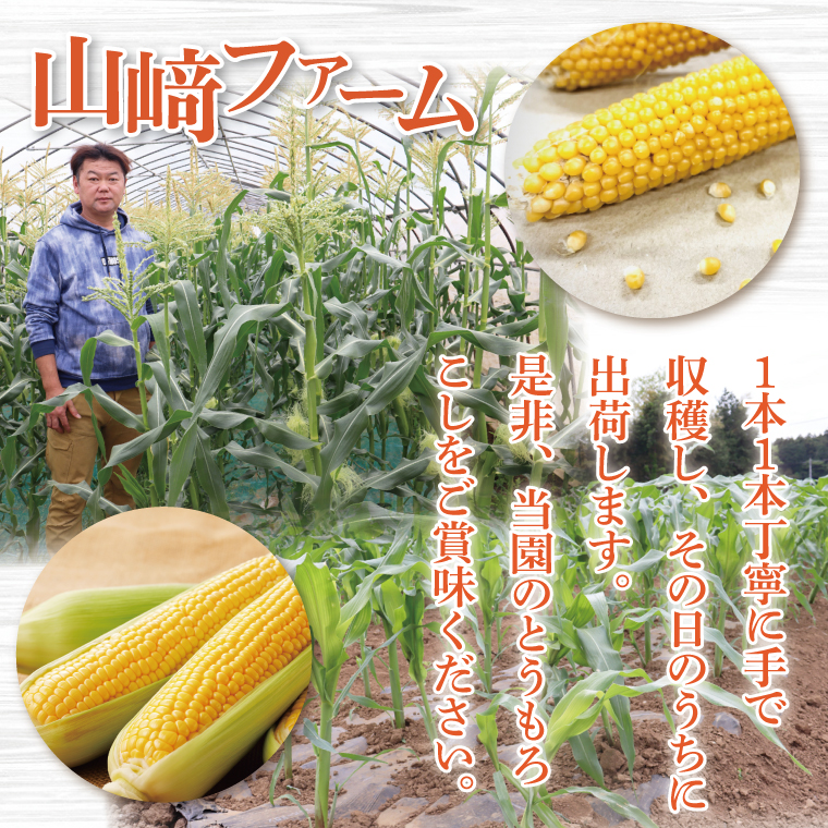 【先行予約 6月中旬から順次配送】とうもろこし　9本～13本入り（約5kg）【野菜 甘い トウモロコシ 玉蜀黍 茨城県 阿見町産】(76-06)