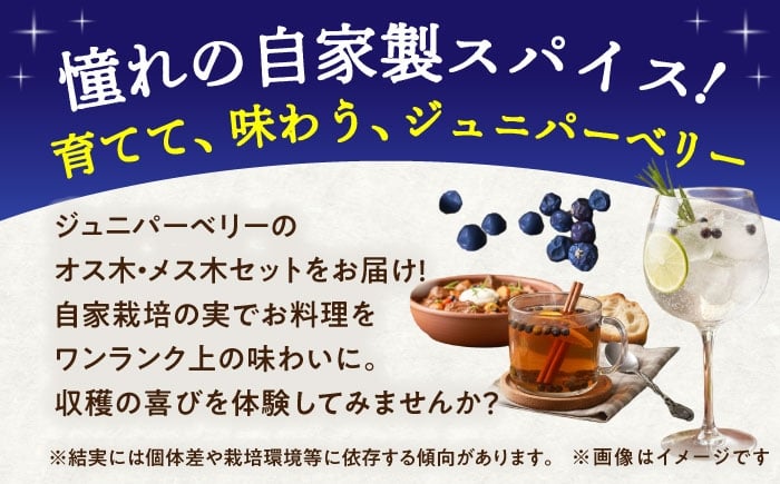 ジュニパーベリー 西洋ネズ 庭木 植木 杜松果 杜松実 杜松子 セイヨウネズ 常緑針葉樹 スリット鉢植え 熊本県 菊陽町