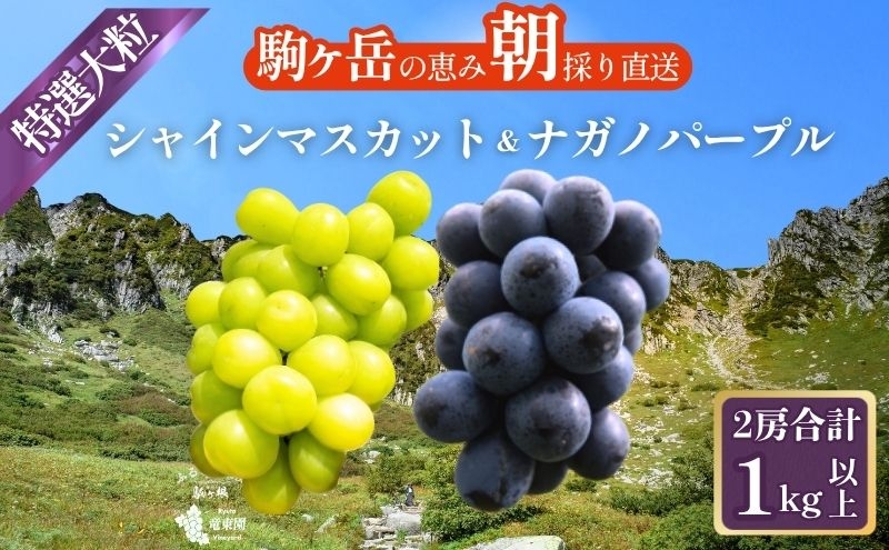 
                  特選大粒シャインマスカット1房 ＆ 特選大粒ナガノパープル1房 (2房合計1kg以上) セット 大粒 種なし 皮ごと 食べ比べ 産地直送 フルーツ 果物 デザート おやつ マスカット 葡萄 秋 旬 旬の果物 旬のフルーツ 信州 信州産 長野県[№5659-1795]
                