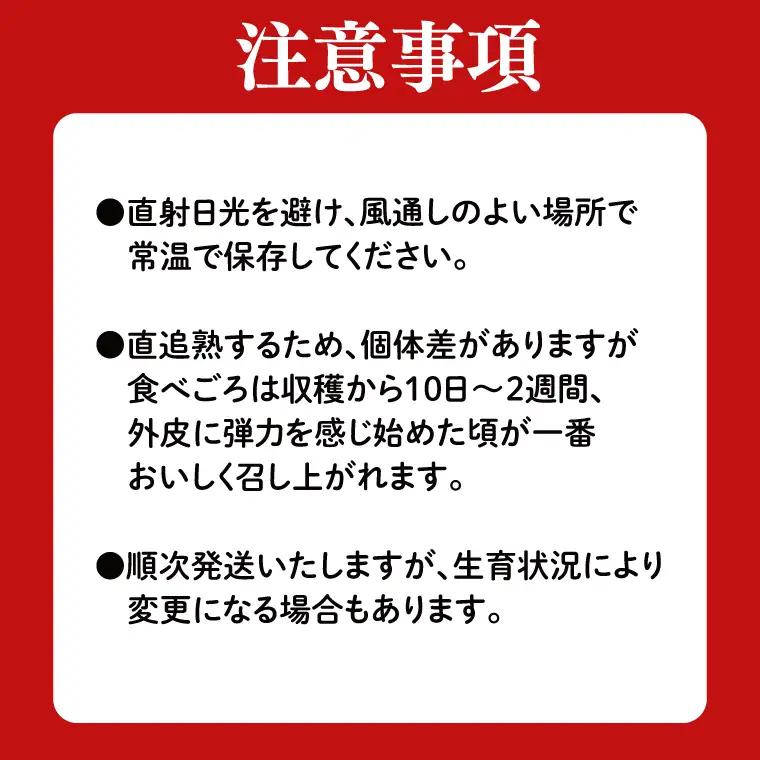アールスメロン 1玉 益子町 AA040