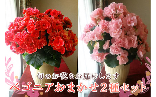 ベゴニア鉢植え「おまかせセット」 F20E-456