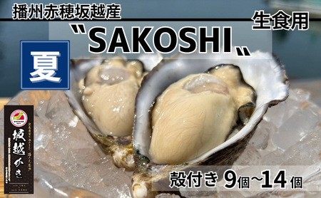 牡蠣 SAKOSHI 生食用 殻付き 9個～14個 1kg牡蠣ナイフ付き [ 坂越かき プレミアム 生牡蠣 夏牡蠣 かき カキ 三倍体 ]