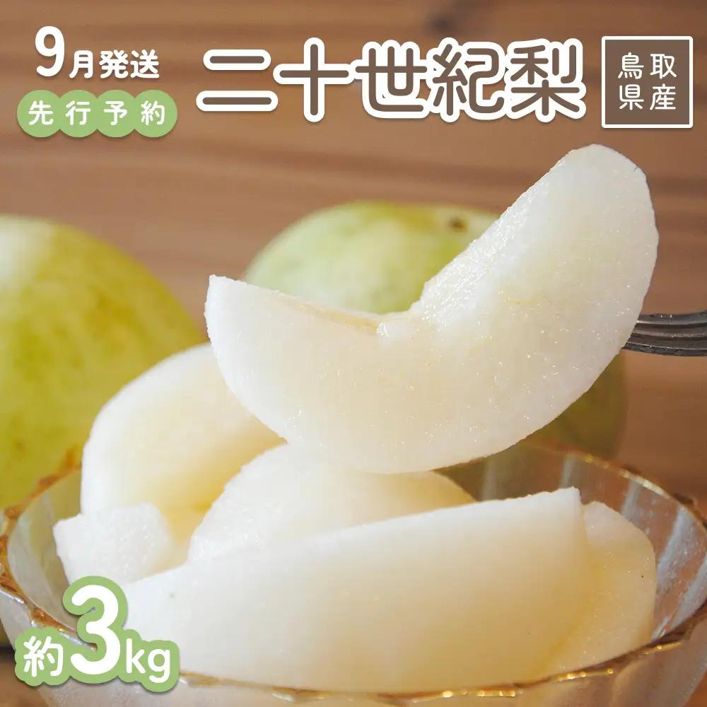 【2026年 先行予約】二十世紀梨 3kg 進物用｜鳥取 山根農園 梨 2026年収穫後【41064】