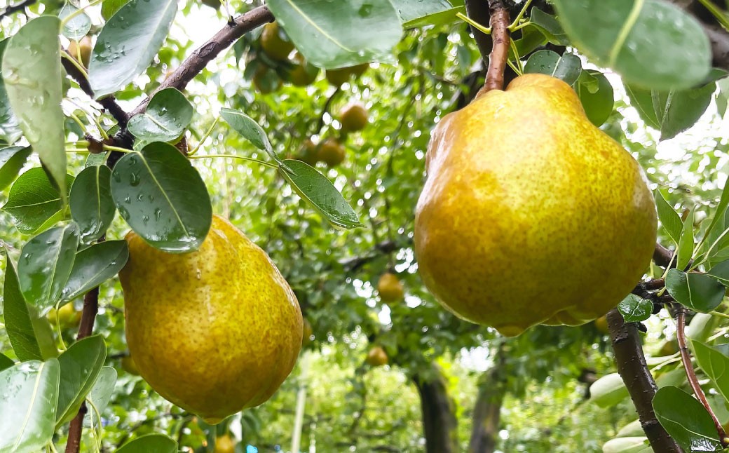 白鷹町産ラ・フランス5kg