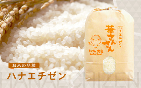 【令和7年産・新米】【12ヶ月連続お届け】ハナエチゼン5kg×12回 計60kg (無洗米) ～福井県産 生産者直送！～ 【米定期便 玄米定期便 回数定期便 こめ定期便 5キロ定期便 定期便】 [N-