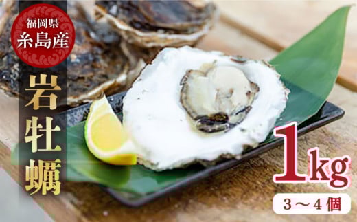 【 特大 ！ 】 糸島産 岩牡蠣 1kg ( 3～4個 )《糸島》【JF糸島 糸島漁業協同組合】[AKD006]