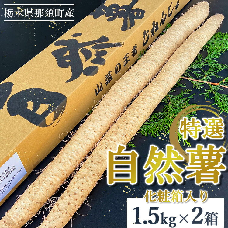 那須町産　自然薯1.5kg×2箱 贈り物 化粧箱入り 那須町 〔D-23〕※2023年11月中旬頃より順次発送予定