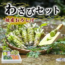 【ふるさと納税】とれたて わさび セット 池 鮫皮おろし付 伊豆わさび食品直送 生わさび 4本 手作り わさび漬け 天城の春 三杯酢漬け わさびみそ むらさき漬 醤油漬け 伊豆 ワサビ 茎 加工品 加工食品 薬味 鮫皮おろし 詰め合わせ 静岡 【夏ギフト特集】調味料　 河津町