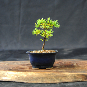 赤石の泉 赤石五葉松（鉢植え） F-152