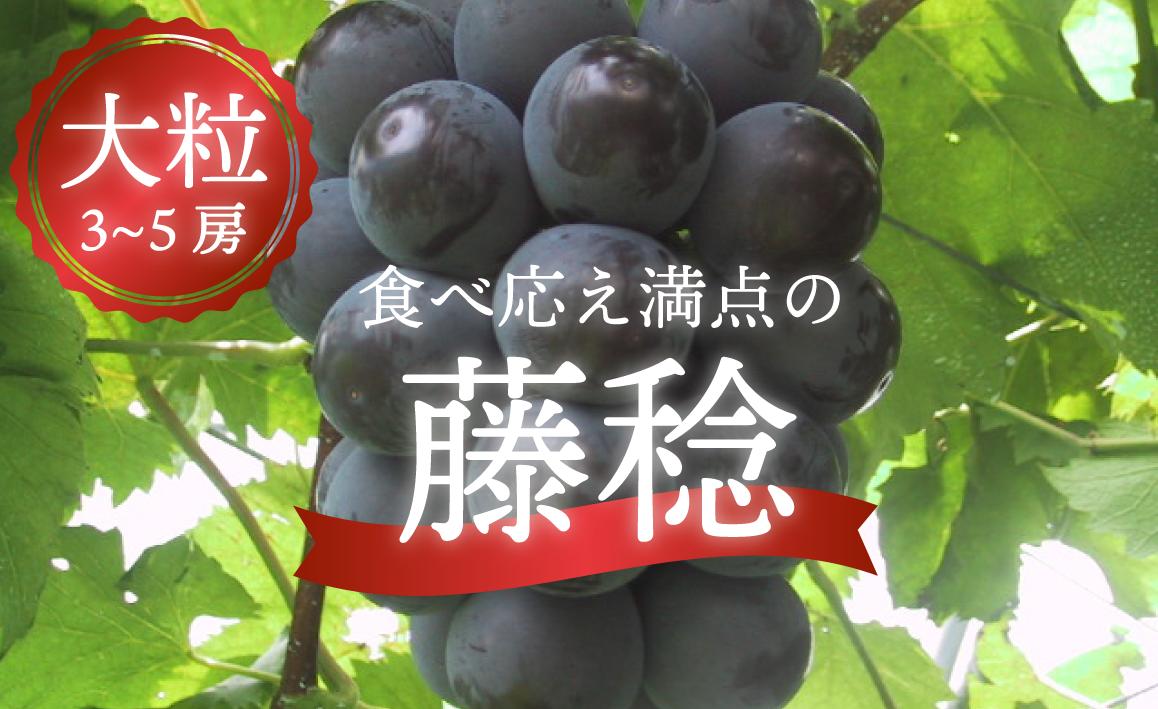
            KF-B002-01【きよとうファーム】大粒で食べ応え満点！ 藤稔の上級品 3～5房入 計2.0kg～ (岡山県産) / ぶどう ブドウ 葡萄 先行予約 フルーツ 果物 真庭市 フルーツ王国 きよとう果樹園
          