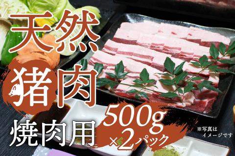 ＜先行予約受付中！2026年10月以降に順次発送＞天然イノシシ肉（スライス厚め・冷凍）焼肉・鉄板焼き用 約500g×2P