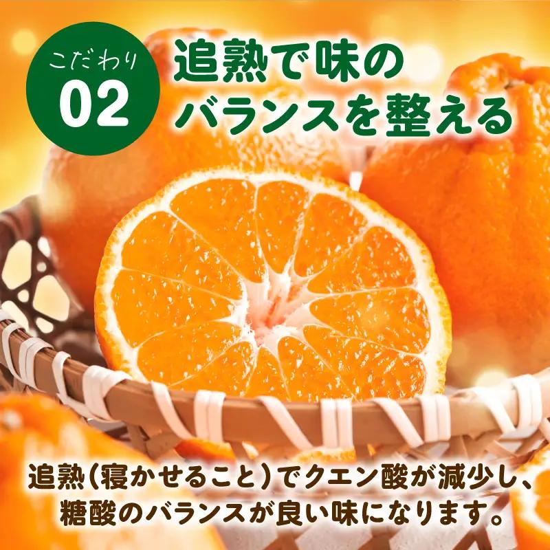 S153-004_天草産 不知火 約5kg