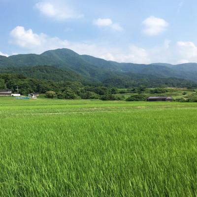 ふるさと納税 佐渡市 【令和7年産】佐渡高千産コシヒカリ　精米27kg×1袋 |  | 01