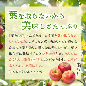 りんご　【2025年12月後半発送】【訳あり】葉とらずりんご 約10kg サンふじ 葉とらず 青森りんご サンふじりんご