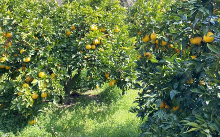 家庭用 先行予約 2026年発送 愛南ゴールド（河内晩柑）約10kg みかん 蜜柑 河内晩柑 グレープフルーツ 柑橘 果物 フルーツ 前田ファーム 愛媛 愛南【発送期間 3月下旬～5月上旬 】(なくな