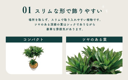 観葉植物 ドラセナコンパクタ8号（約H75cm～90cm）鉢カバーセット / 秦野 神奈川 