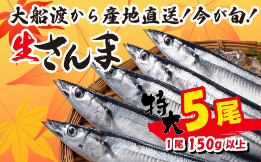 【予約受付】特大さんま 5尾 冷蔵 期間限定  [発送:2026年9月～2026年11月下旬] 特大 冷蔵さんま 新鮮 鮮度 産地直送 さんま祭り サンマ祭り 肴 つまみ 簡単 簡単調理 焼くだけ ごはん おかず 三陸 岩手 大船渡市 サンマ 秋刀魚 生 被災 震災 支援 応援 鎌田水産