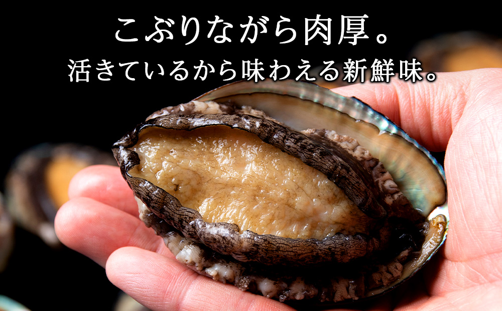 【発送開始】北海道 利尻島産 直送！天然 活えぞあわび 500g 鮑 海鮮 冷蔵 お刺身 魚介 お祝い 鮑 活き 天然【福士水産】