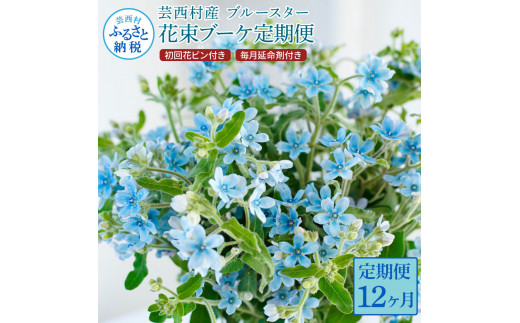 【CF-R5tka】t180tmf　《12ヵ月定期便》 ブルースター 花束 初回花瓶付 定期便 定期コース 全12回 延命剤付き ラッピング 花びん 生花 花束 ブーケ 花 お花 可愛い キレイ おしゃれ 供花 お供え プレゼント<br>