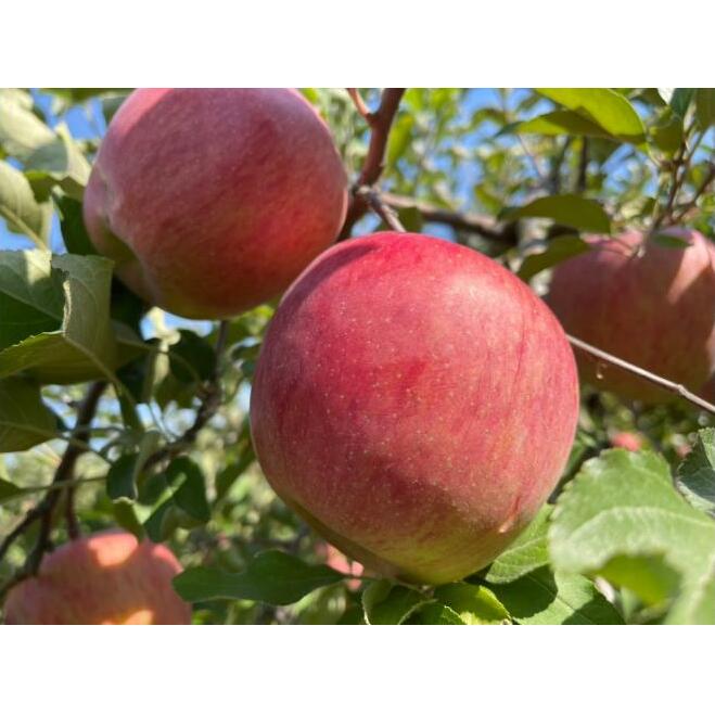 信州りんご・サンふじ（特秀品）約5kg（12～18個）長野市 特産品 果物 フルーツ お取り寄せ ギフト