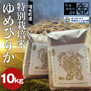【ふるさと納税】令和6年度産 増毛町産米特別栽培米ゆめぴりか 10kg 地域おこし協力隊関連返礼品 新米 ごはん こめ F6S-242