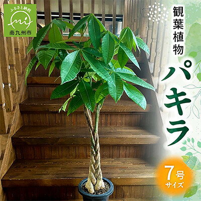 【ふるさと納税】観葉植物 パキラ1鉢【1768416】