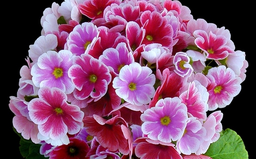 【先行受付1月7日より発送 数量・期間限定】プリムラ オブコニカ タッチミー 5号鉢×3鉢 3色おまかせセット 【鉢花 ふるさと納税 プリムラ】(H069114)