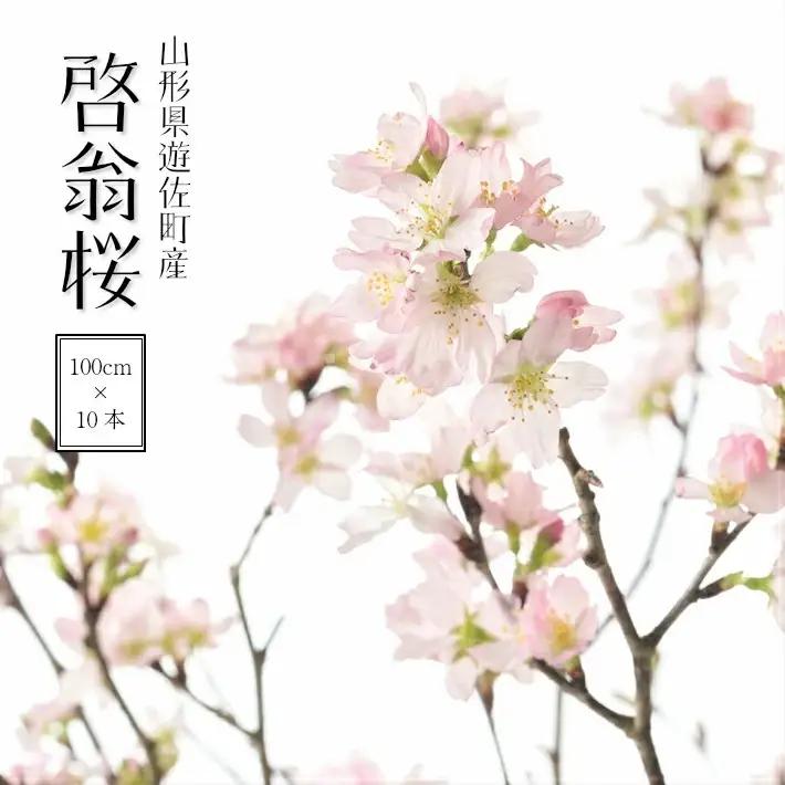 啓翁桜 約100cm×10本（2月下旬発送）※着日指定不可 東北 山形県 遊佐町 庄内地方 桜 木 植物 枝 切り花 花束 お花 室内 リビング 玄関 アレンジにも お正月飾り 冬 春 新春 迎春 新年 成人の日 成人式 卒業 卒園 退職 ピンク [292M02c]